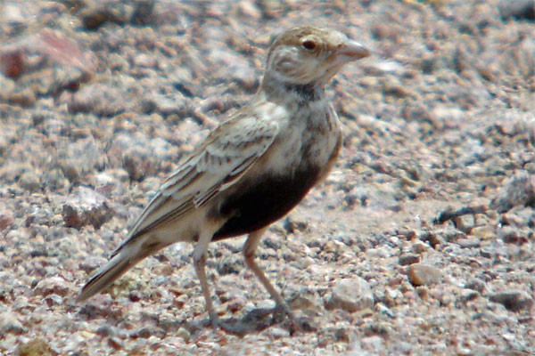 Grey-backed Sparrow Lark seen well during the 2005 Birdquest Angola tour