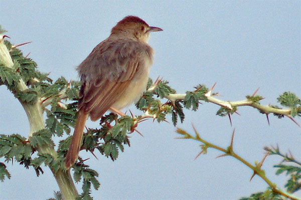 Rattling Cisticola seen well during the 2005 Birdquest Angola tour