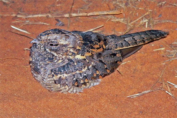 Square-tailed Nightjar seen exceptionally well on the 2005 Birdquest Angola tour