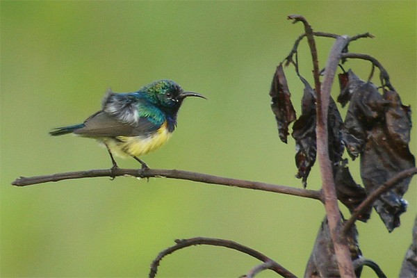 Variable Sunbird seen well during the 2005 Birdquest Angola tour