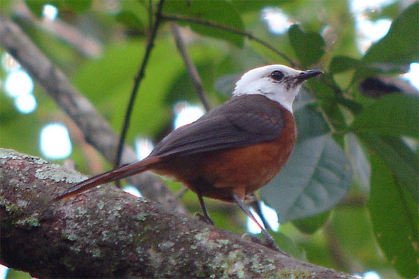 White-headed Robin-Chat seen exceptionally well on the 2005 Birdquest Angola tour
