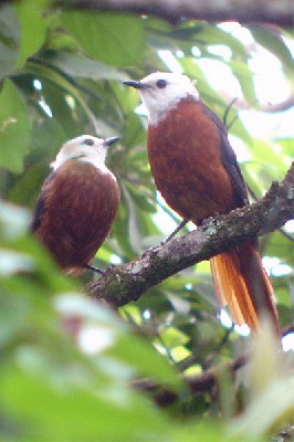 White-headed Robin-Chat seen exceptionally well on the