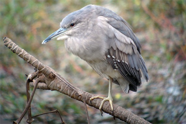 Black-crowned Night Heron seen well during the 2006 Birdquest Gambia & Senegal tour