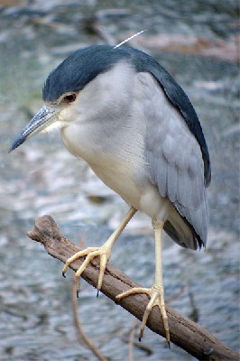 Black-crowned Night Heron seen well during the 2006 Birdquest Gambia & Senegal tour