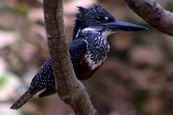 Giant Kingfisher seen well during the 2006 Birdquest Gambia & Senegal tour