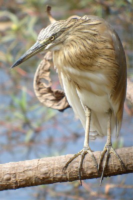 Squacco Heron seen well during the 2006 Birdquest Gambia & Senegal tour