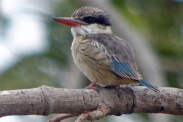 Striped Kingfisher seen well during the 2006 Birdquest Gambia & Senegal tour