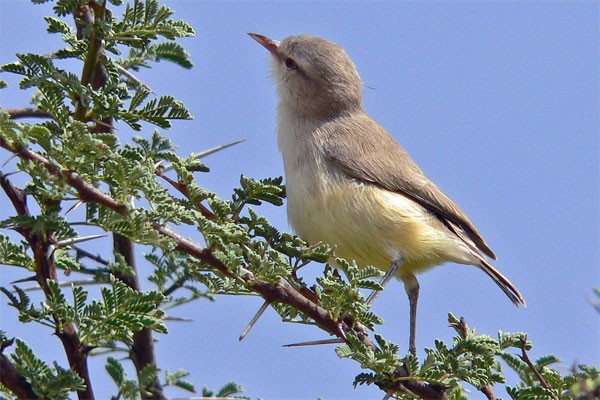 Yellow-bellied Eremomela seen well during