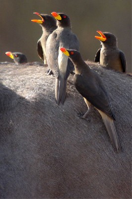 Yellow-billed Oxpeckers seen well during the 2006 Birdquest Gambia & Senegal tour