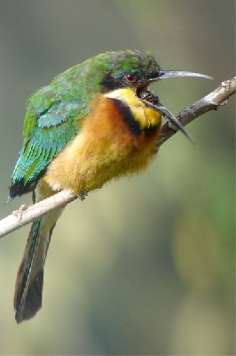 Cinnamon-chested Bee-eater - seen well during the 2006 Birdquest Serengeti & Ngorongoro tour