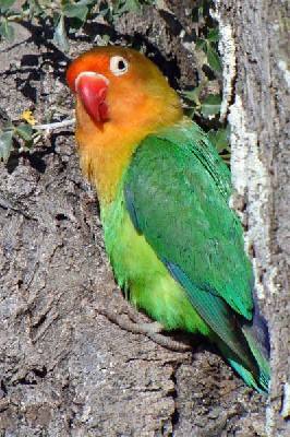 Fischer's Lovebird seen well during the 2006 Birdquest Serengeti & Ngorongoro tour