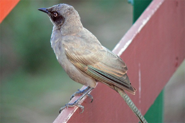 Ashy Starling seen well during the 2006 Birdquest Serengeti & Ngorongoro tour