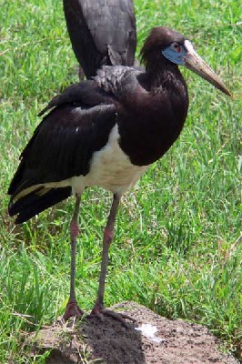 Abdim's Stork seen well during the 2006 Birdquest Serengeti & Ngorongoro tour