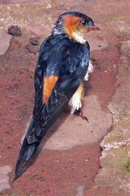 Red-rumped Swallow seen well during the 2006 Birdquest Serengeti & Ngorongoro tour