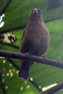 Príncipe Seedeater seen well during the Birdquest Gabon, São Tomé & Príncipe 2006 tour
