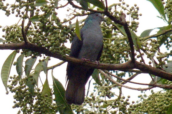 São Tomé Bronze-naped Pigeon
