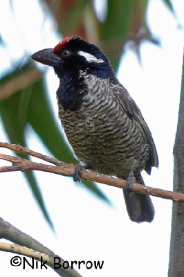 Banded Barbet seen well during the Birdquest Ethiopia 2006 tour