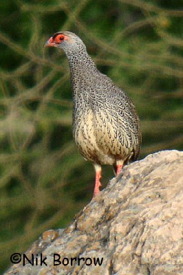 Harwood's Francolin seen well during the Birdquest Ethiopia 2006 tour