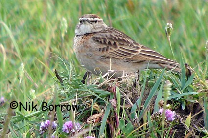 Blanford's Lark seen well during the Birdquest Ethiopia 2006 tour