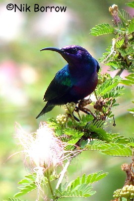Splendid Sunbird seen well during the Birdquest Cameroon 2006 tour