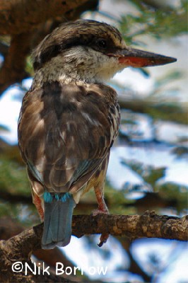 Striped Kingfisher seen well during the Birdquest Ethiopia 2006 tour