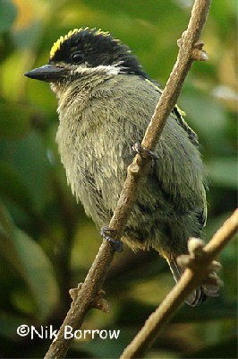 Western Green Tinkerbird