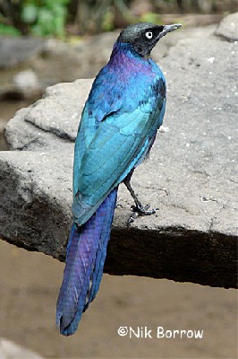 Rüppell's Long-tailed Starling
