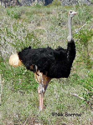 the race molybdophanes sometimes split as Somali Ostrich