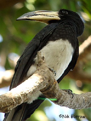 African Pied Hornbill - the race semifasciatus