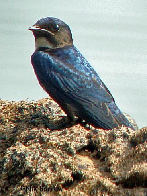 White-throated Blue Swallow