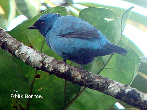 Blue Cuckoo-shrike