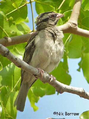 Chestnut-backed Sparrow-weaver