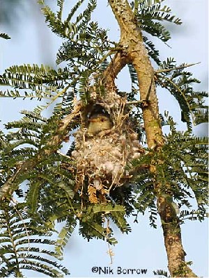 Buff-bellied Warbler on nest