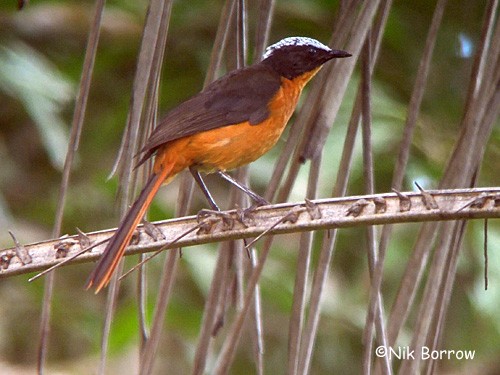 White-crowned Robin-Chat nominate race