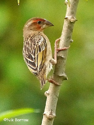 Red-headed Quelea