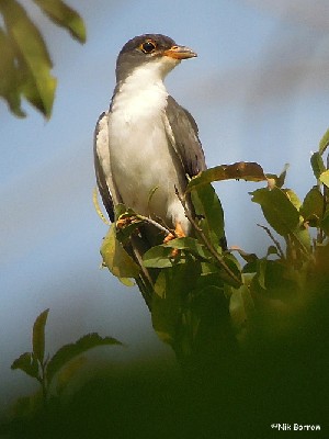 Thick-billed Cuckoo - ssp brazzae