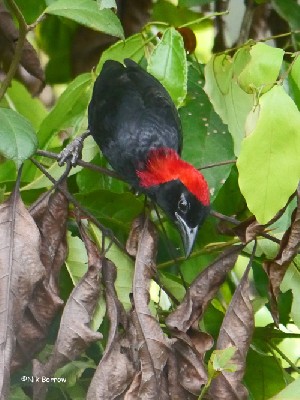 Red-headed Malimbe ssp bartletti