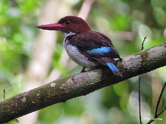 Chocolate-backed Kingfisher ssp obscuridorsalis