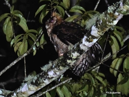 Fraser's Eagle Owl ssp vosseleri