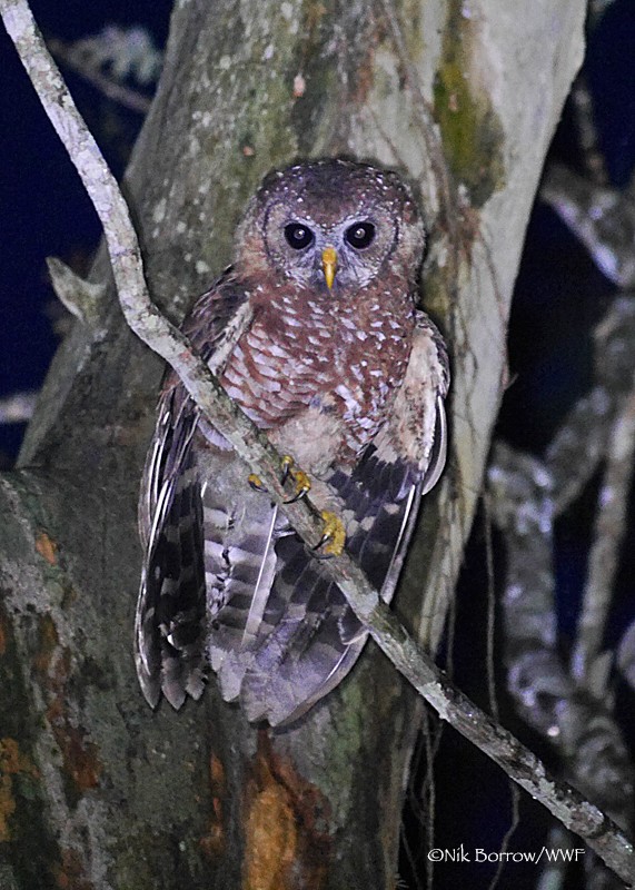 African Wood Owl ssp nuchalis