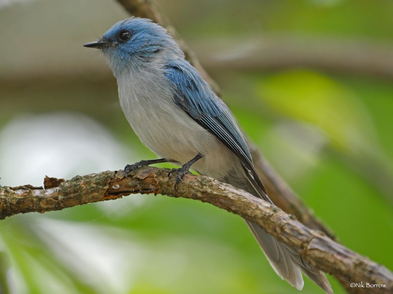 African Blue Flycatcher ssp teresita