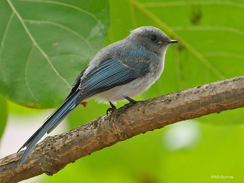 African Blue Flycatcher ssp teresita