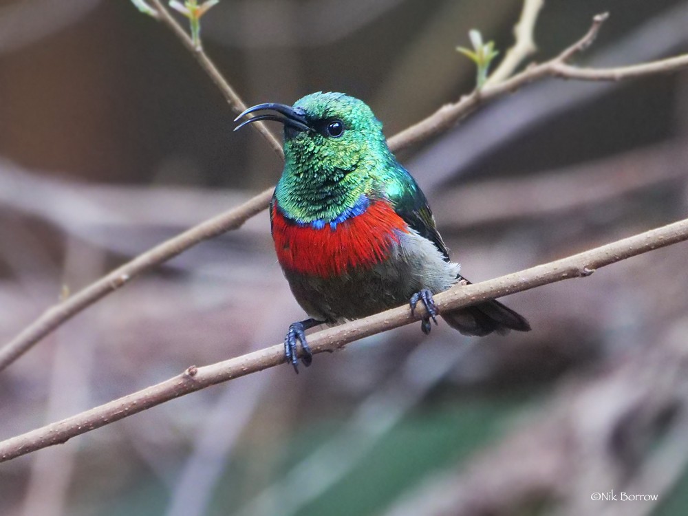 Whyte's Double-collared Sunbird sup whytei