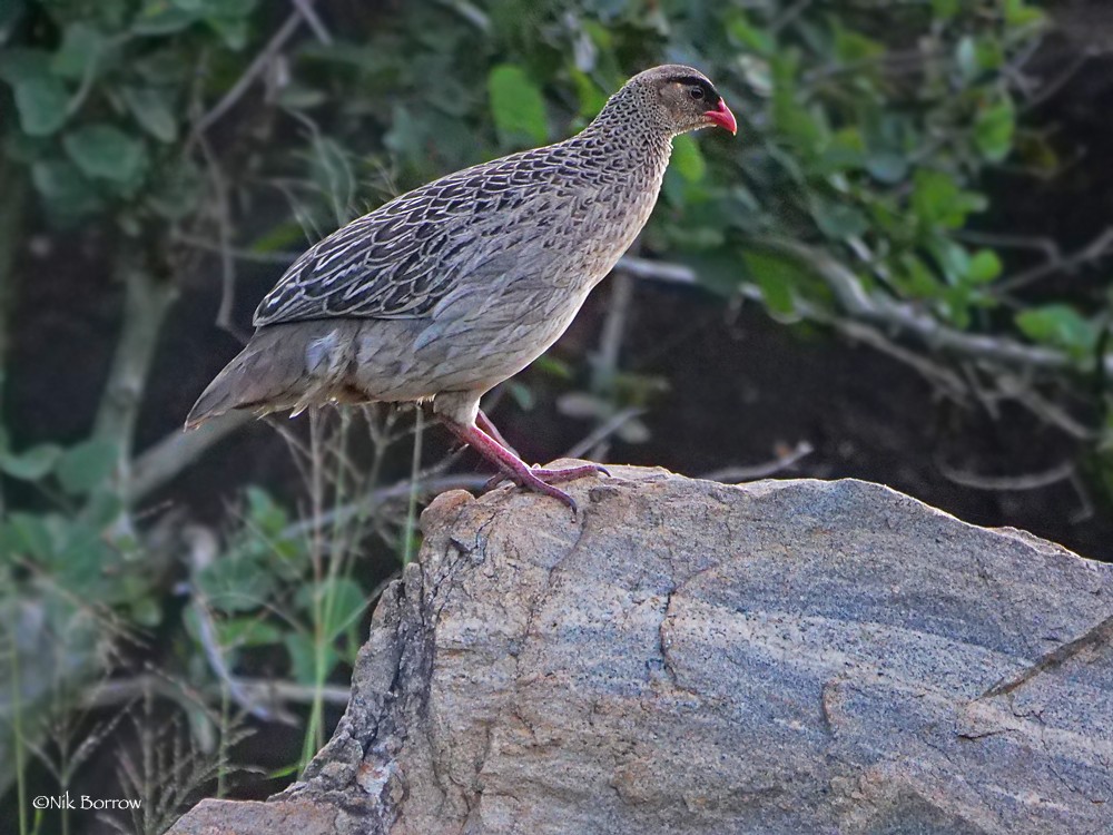 Black-fronted Francolin atrifrons