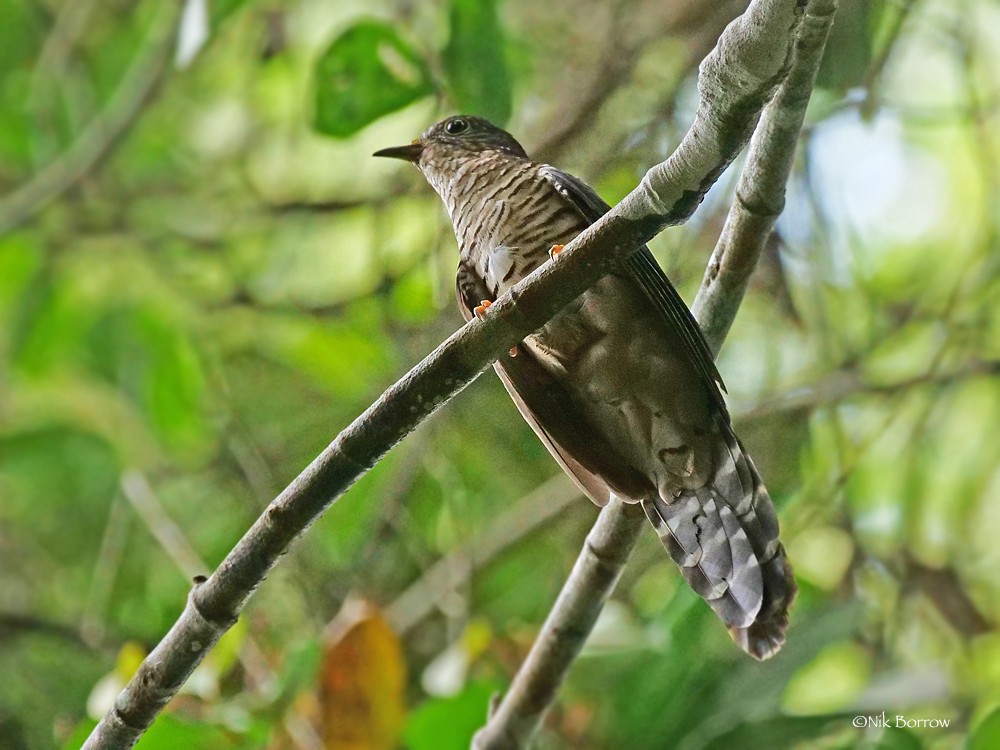 Olive Long-tailed Cuckoo