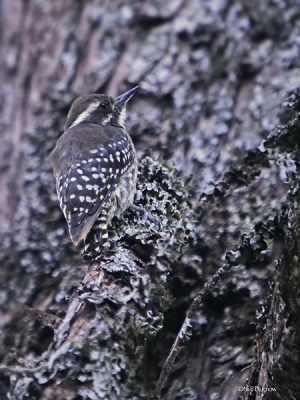 Brown-backed Woodpecker ssp crateri