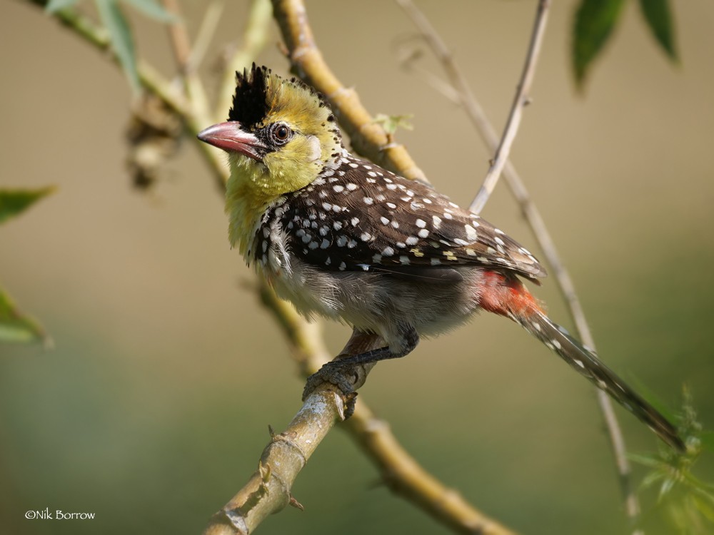 Yellow-breasted Barbet nominate race