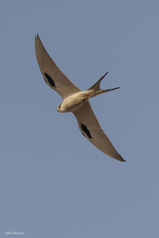 African Swallow-tailed Kite