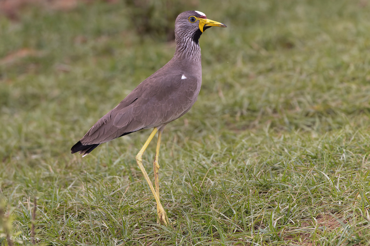 African Wattled Lapwing nominate race