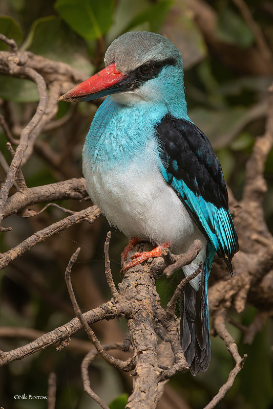 Blue-breasted Kingfisher race torquata